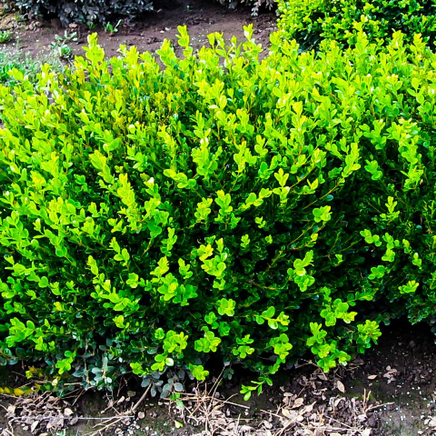 Buxus Microphylla Winter Gem - View 9 from www redcrocus com