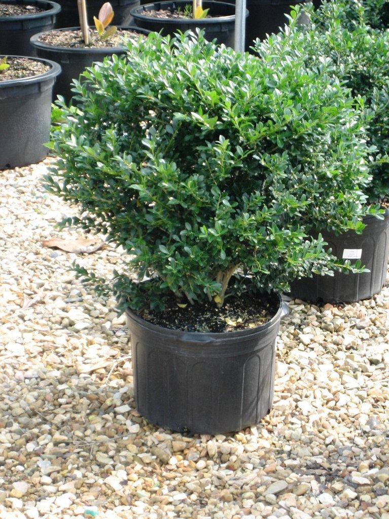Ilex Crenata Green Lustre - View 11 from www redcrocus com