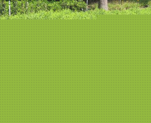 Ilex Crenata Green Lustre - View 14 from www redcrocus com