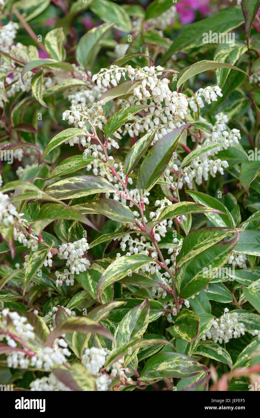 Leucothoe Fontanesiana Girard S Rainbow - View 12 from www redcrocus com