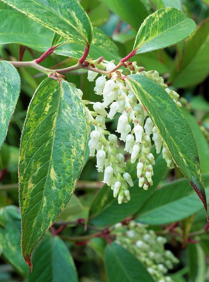 Leucothoe Fontanesiana Girard S Rainbow - View 13 from www redcrocus com