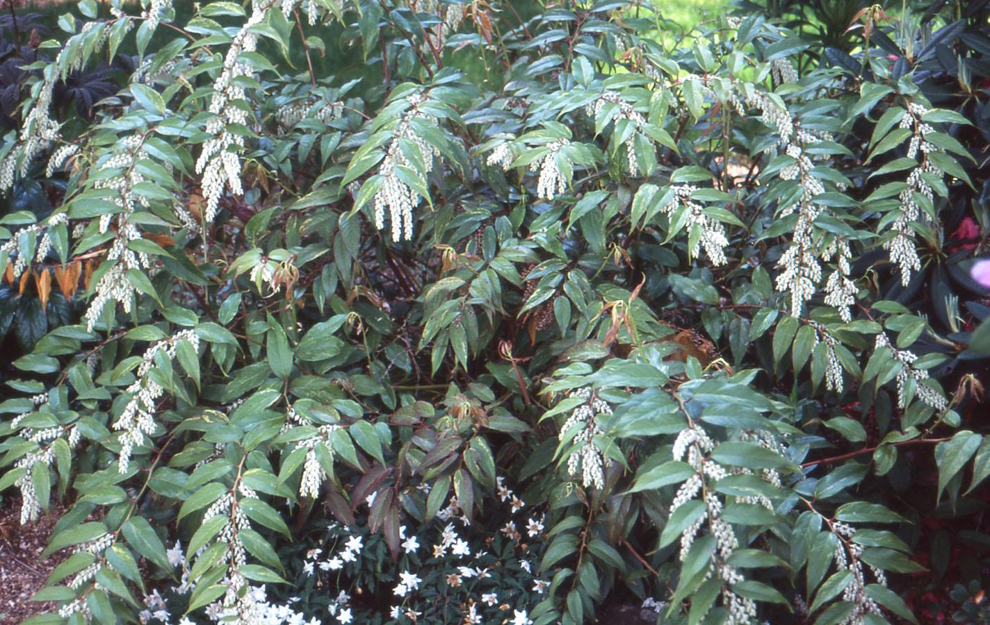 Leucothoe Fontanesiana Girard S Rainbow - View 15 from www redcrocus com