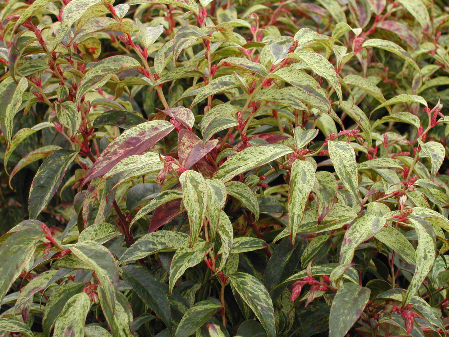 Leucothoe Fontanesiana Girard S Rainbow - View 2 from www redcrocus com