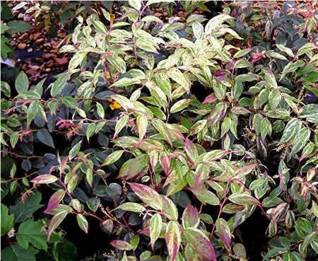 Leucothoe Fontanesiana Girard S Rainbow - View 3 from www redcrocus com
