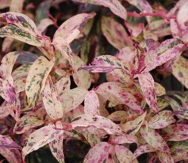 Leucothoe Fontanesiana Girard S Rainbow - View 5 from www redcrocus com