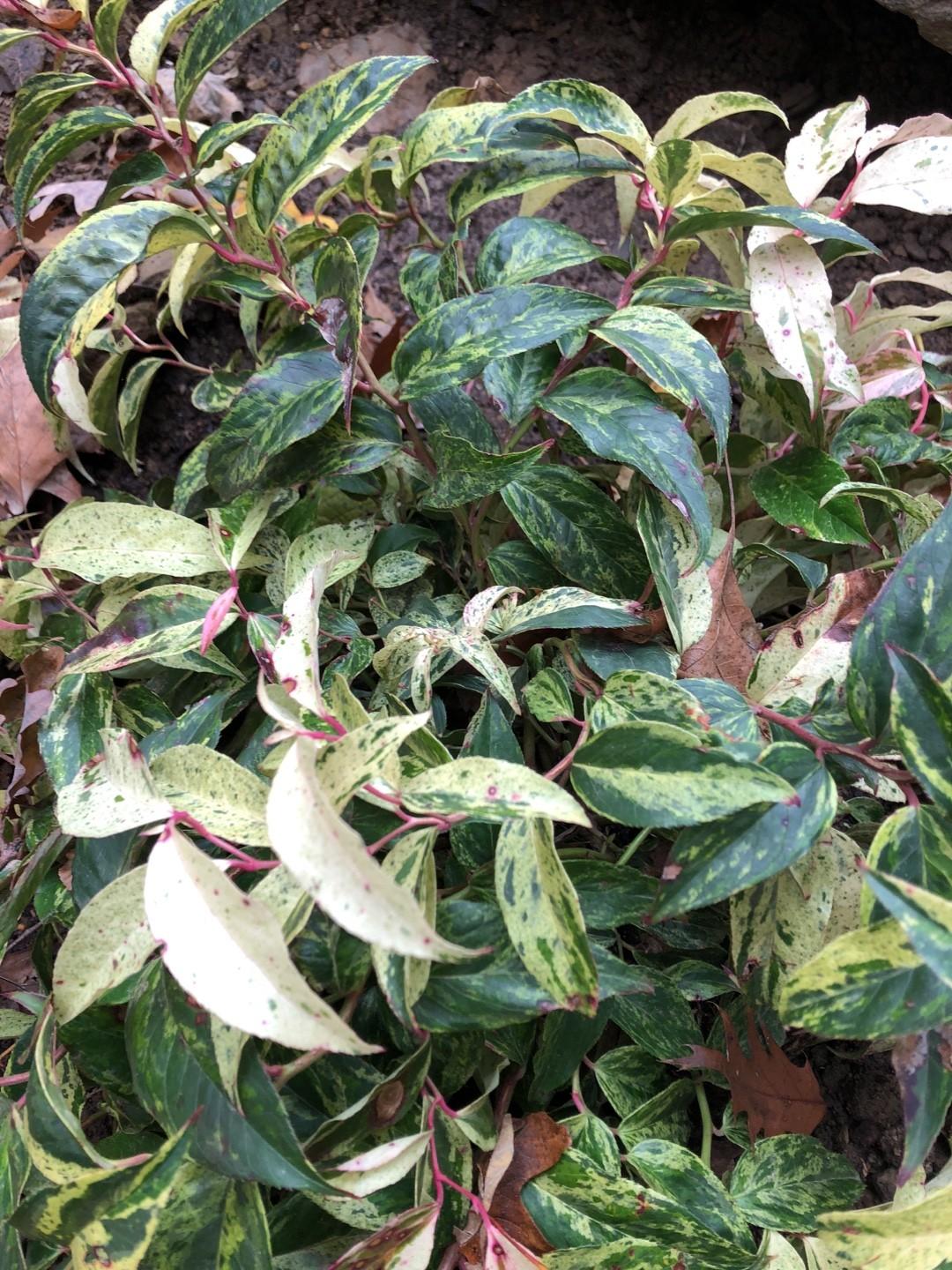 Leucothoe Fontanesiana Girard S Rainbow - View 7 from www redcrocus com