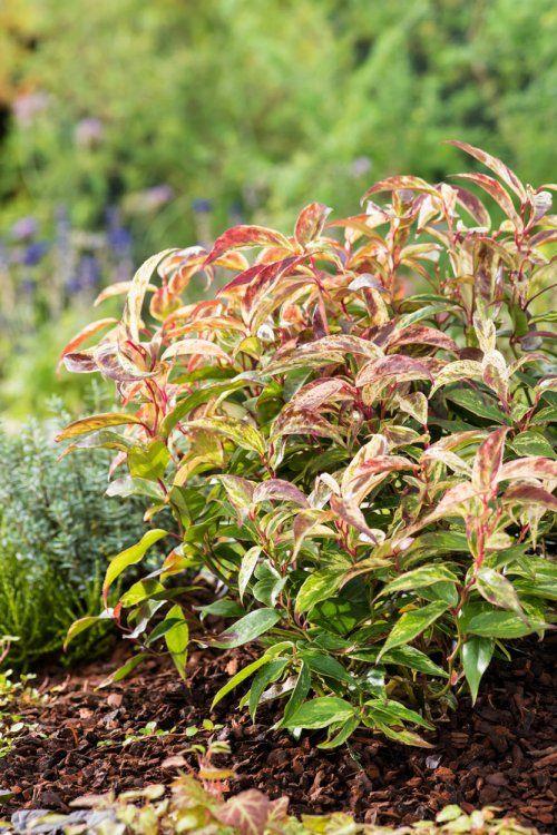 Leucothoe Fontanesiana Girard S Rainbow - View 8 from www redcrocus com