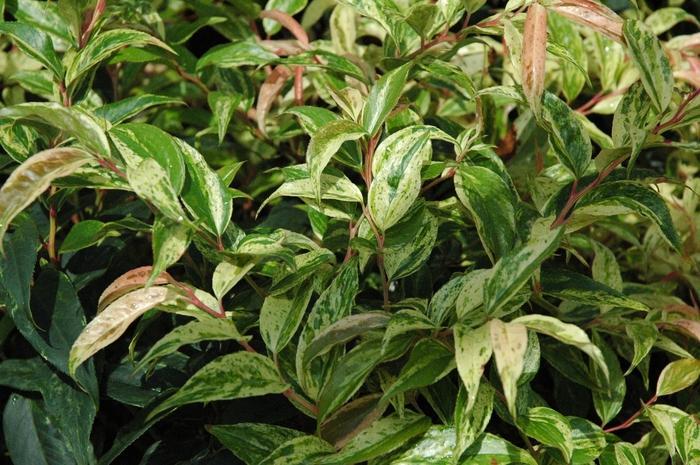 Leucothoe Fontanesiana Girard S Rainbow - View 9 from www redcrocus com
