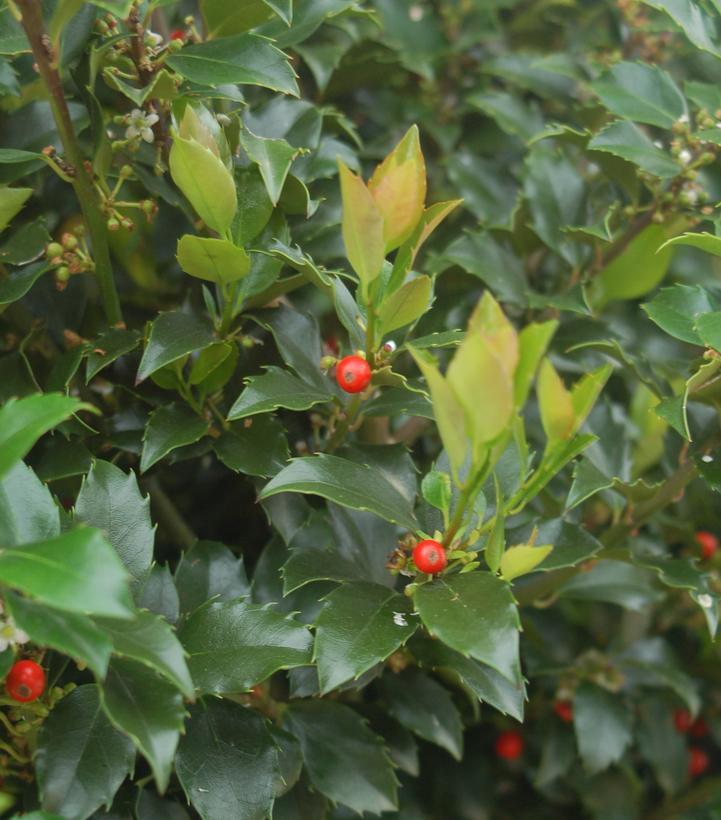 Ilex Meserveae Blue Maid - View 16 from www redcrocus com