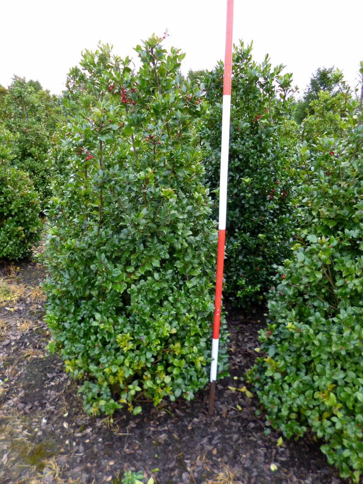 Ilex Meserveae Blue Maid - View 17 from www redcrocus com