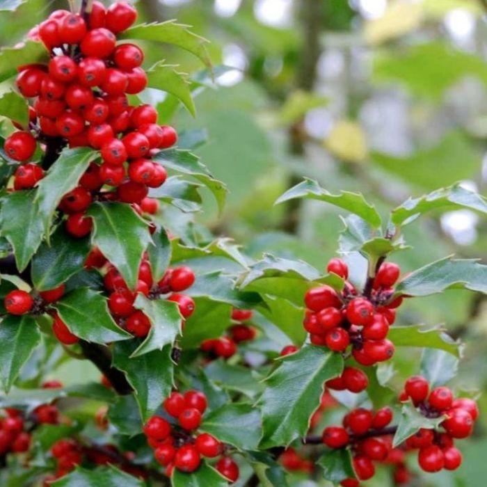 Ilex Meserveae Blue Maid - View 4 from www redcrocus com