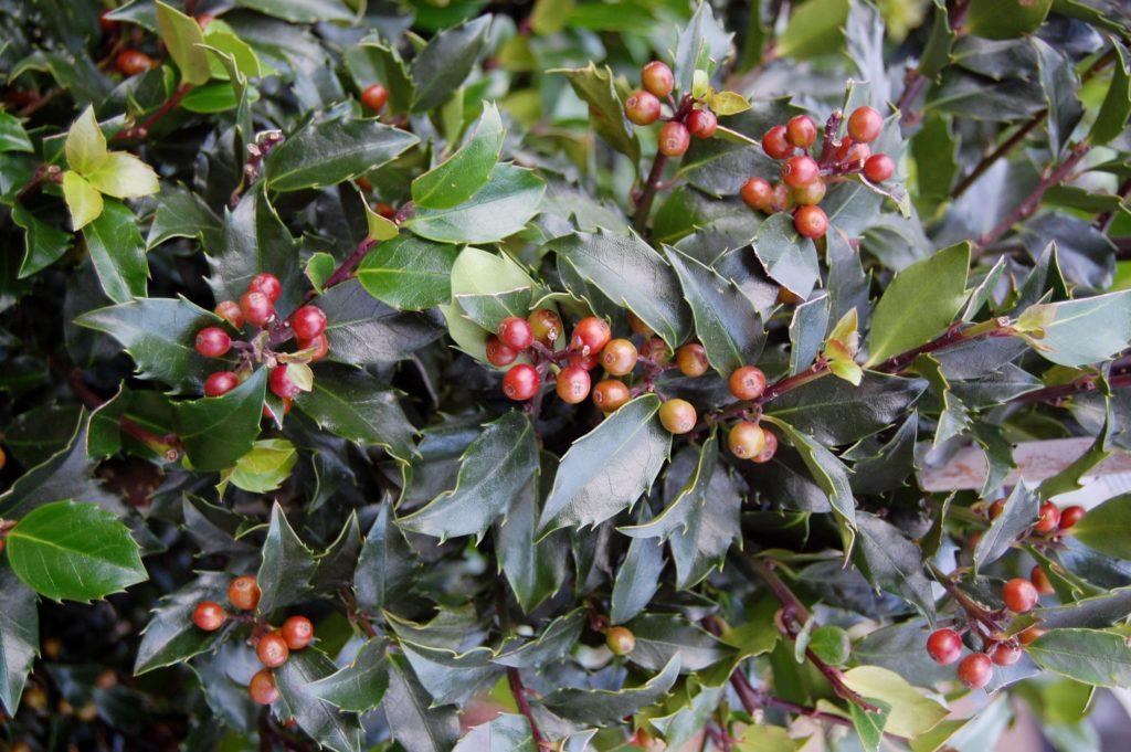 Ilex Meserveae Blue Maid - View 8 from www redcrocus com