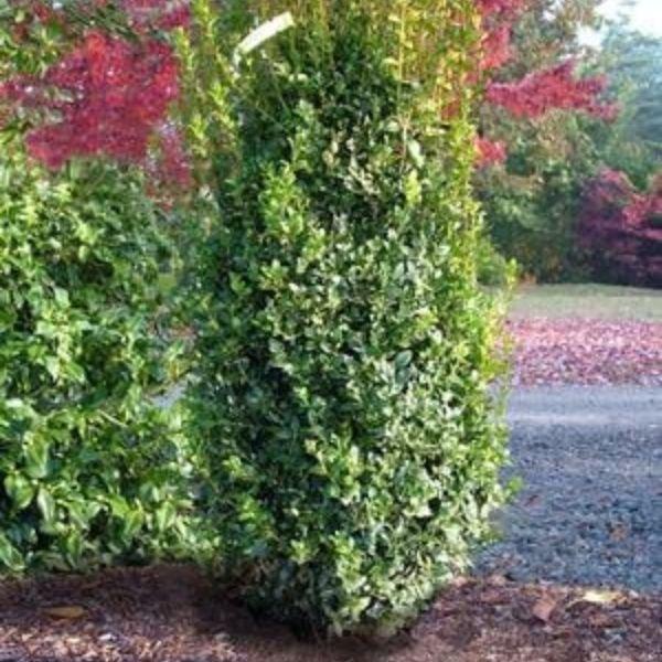 Buxus Sempervirens 'fastigiata' - View 13 from www redcrocus com