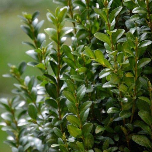 Buxus Sempervirens 'fastigiata' - View 14 from www redcrocus com