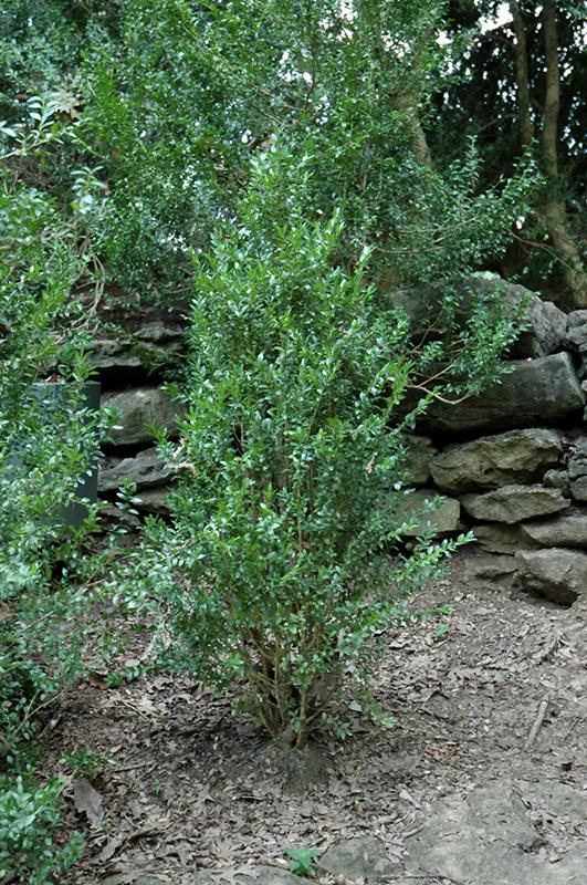 Buxus Sempervirens 'fastigiata' - View 5 from www redcrocus com