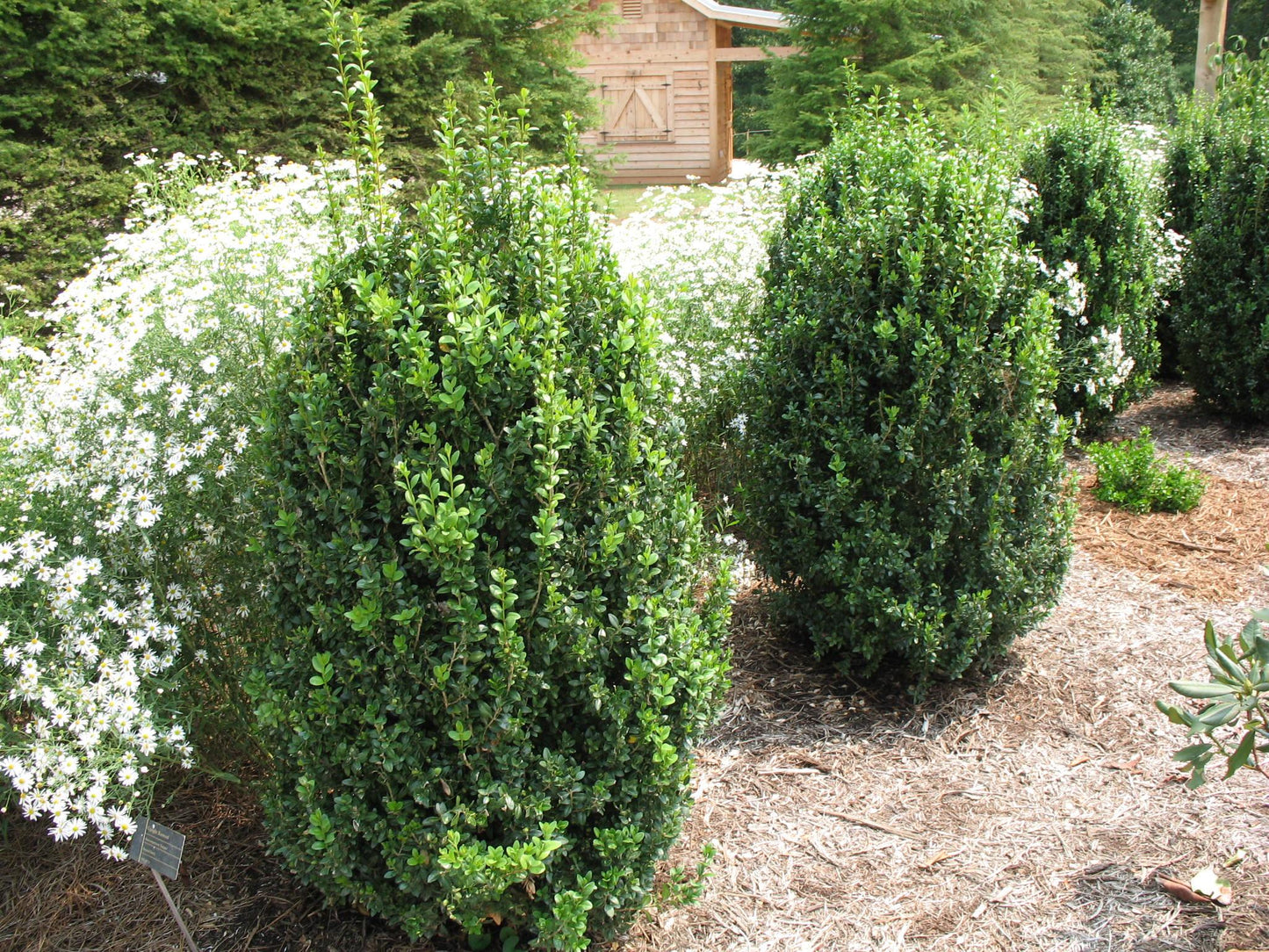 Buxus Sempervirens 'fastigiata' - View 8 from www redcrocus com