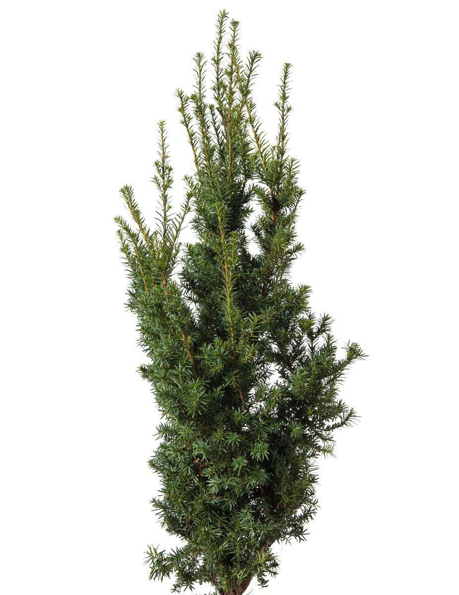 Taxus Media Hatfieldii - View 14 from www redcrocus com