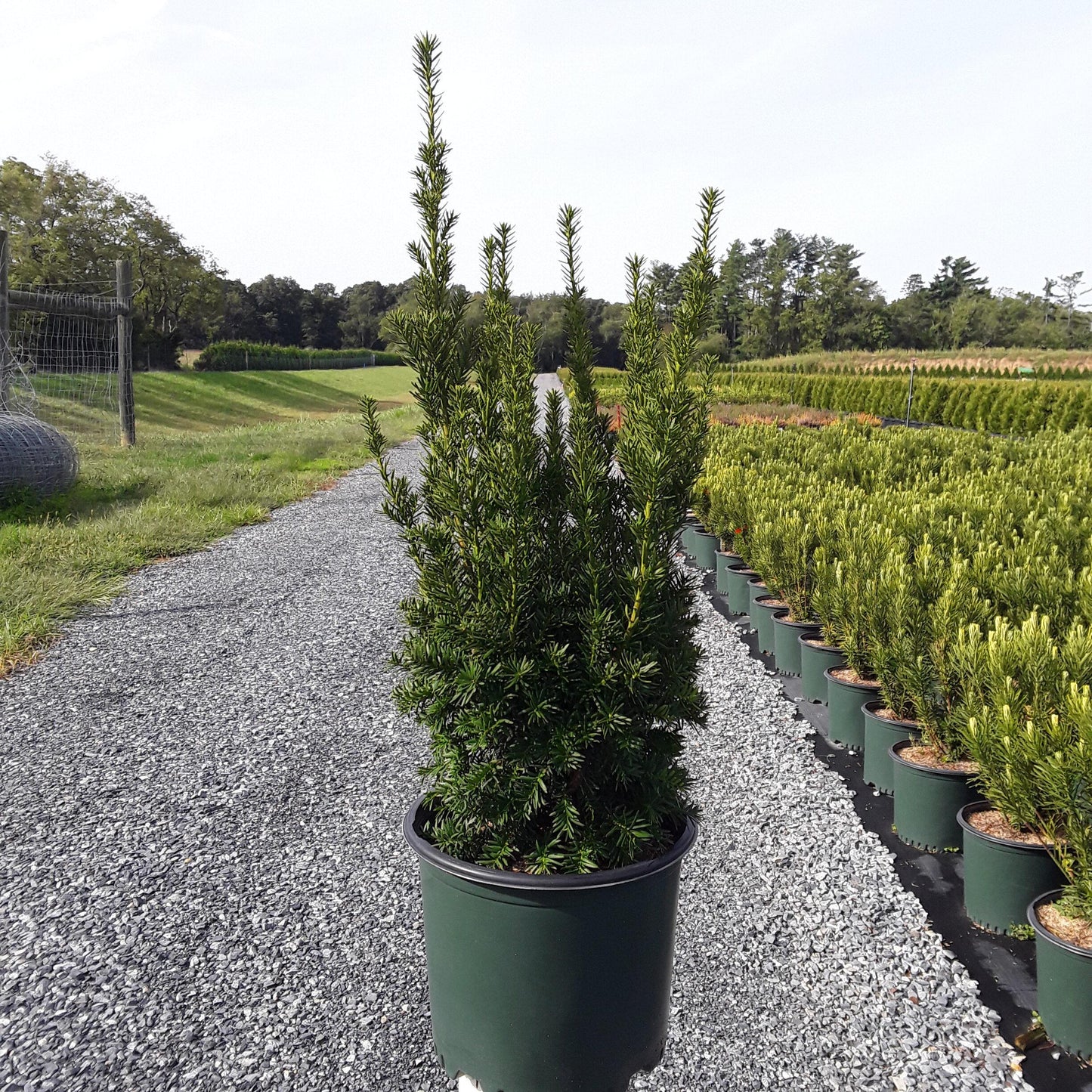 Taxus Media Hatfieldii - View 15 from www redcrocus com