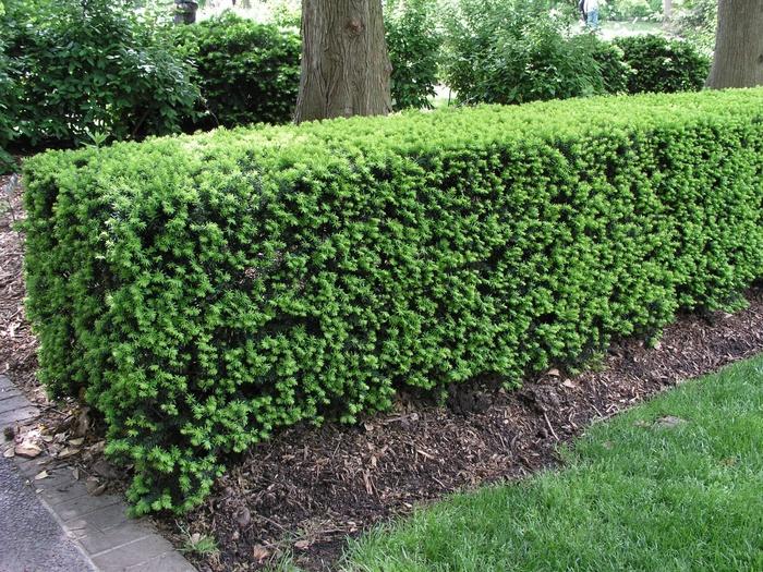 Taxus Media Hatfieldii - View 2 from www redcrocus com