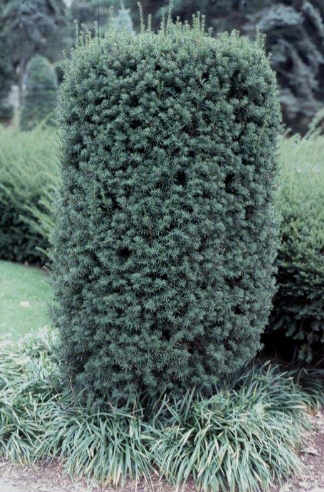 Taxus Media Hatfieldii - View 3 from www redcrocus com