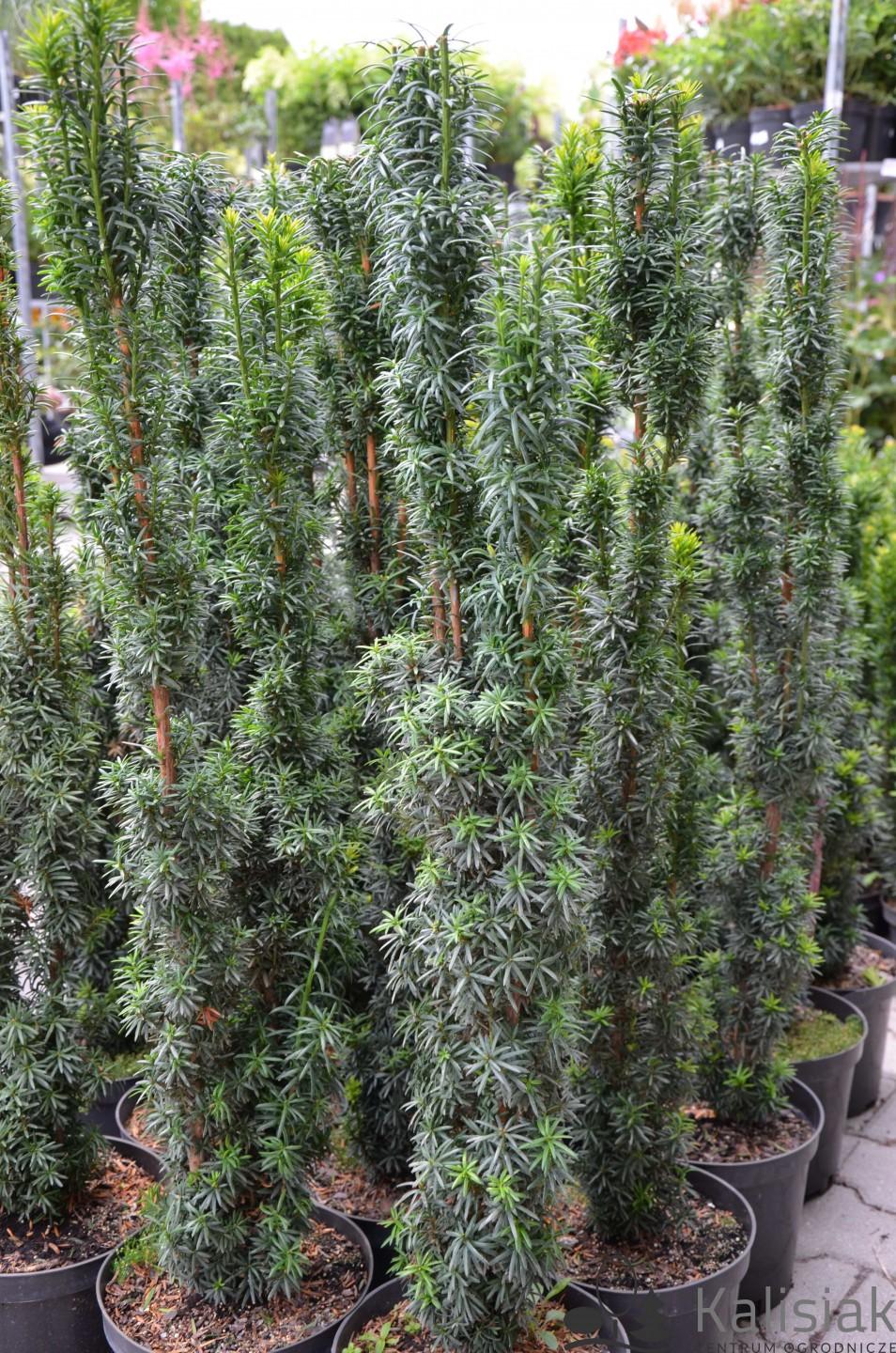 Taxus Media Hatfieldii - View 4 from www redcrocus com