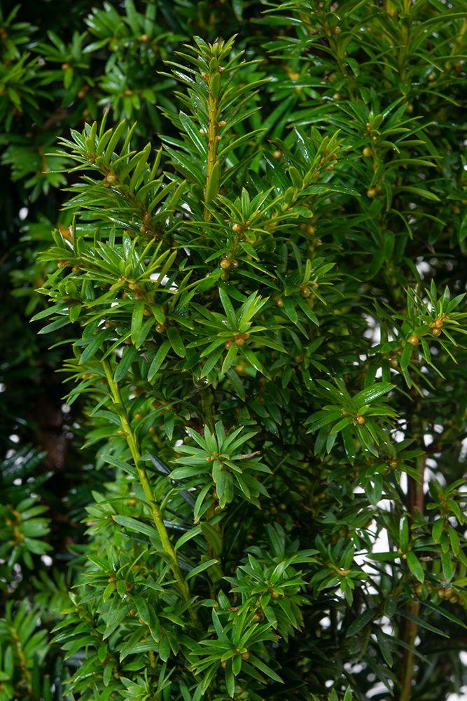 Taxus Media Hatfieldii - View 5 from www redcrocus com