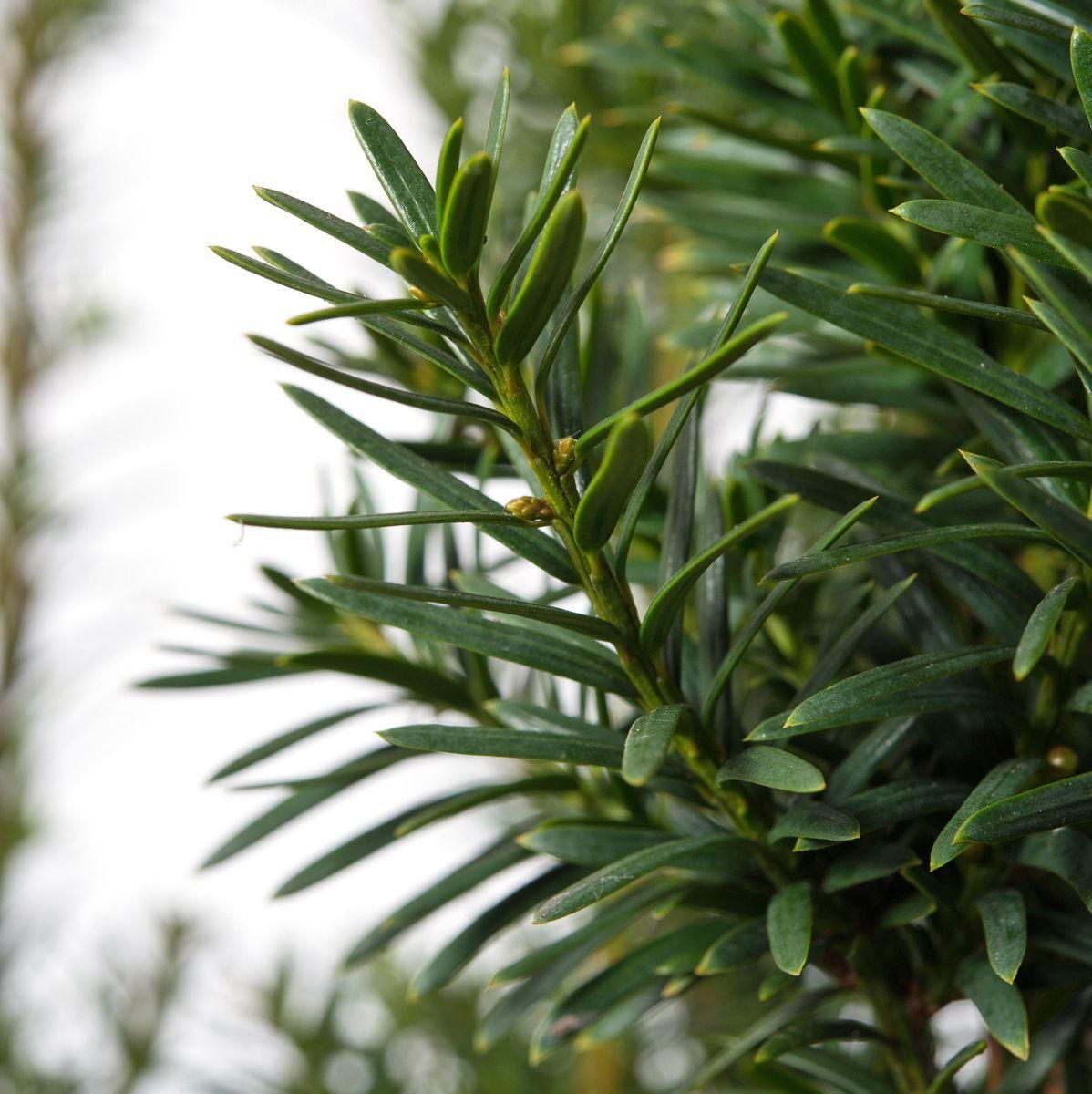 Taxus Media Hatfieldii - View 7 from www redcrocus com