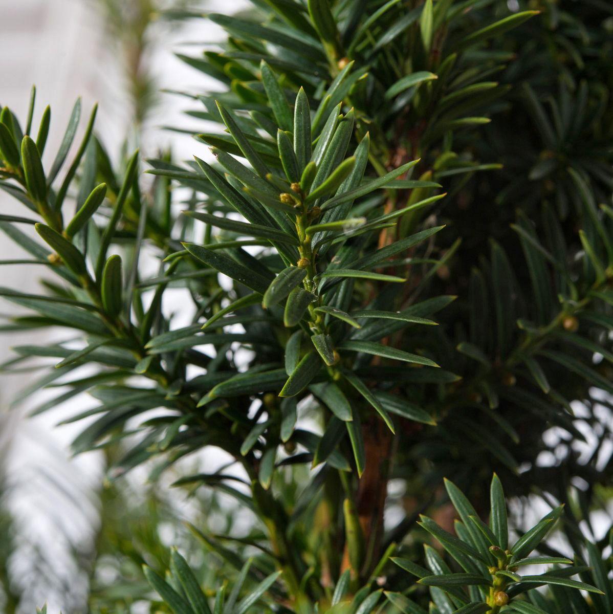 Taxus Media Hatfieldii - View 8 from www redcrocus com