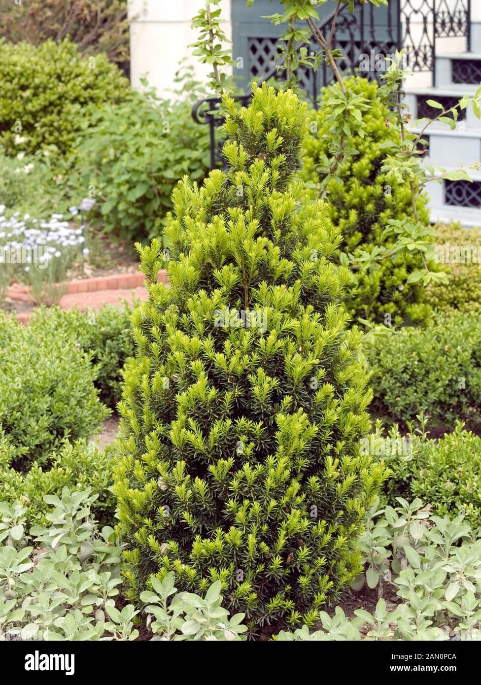 Taxus Media Hicksii - View 15 from www redcrocus com