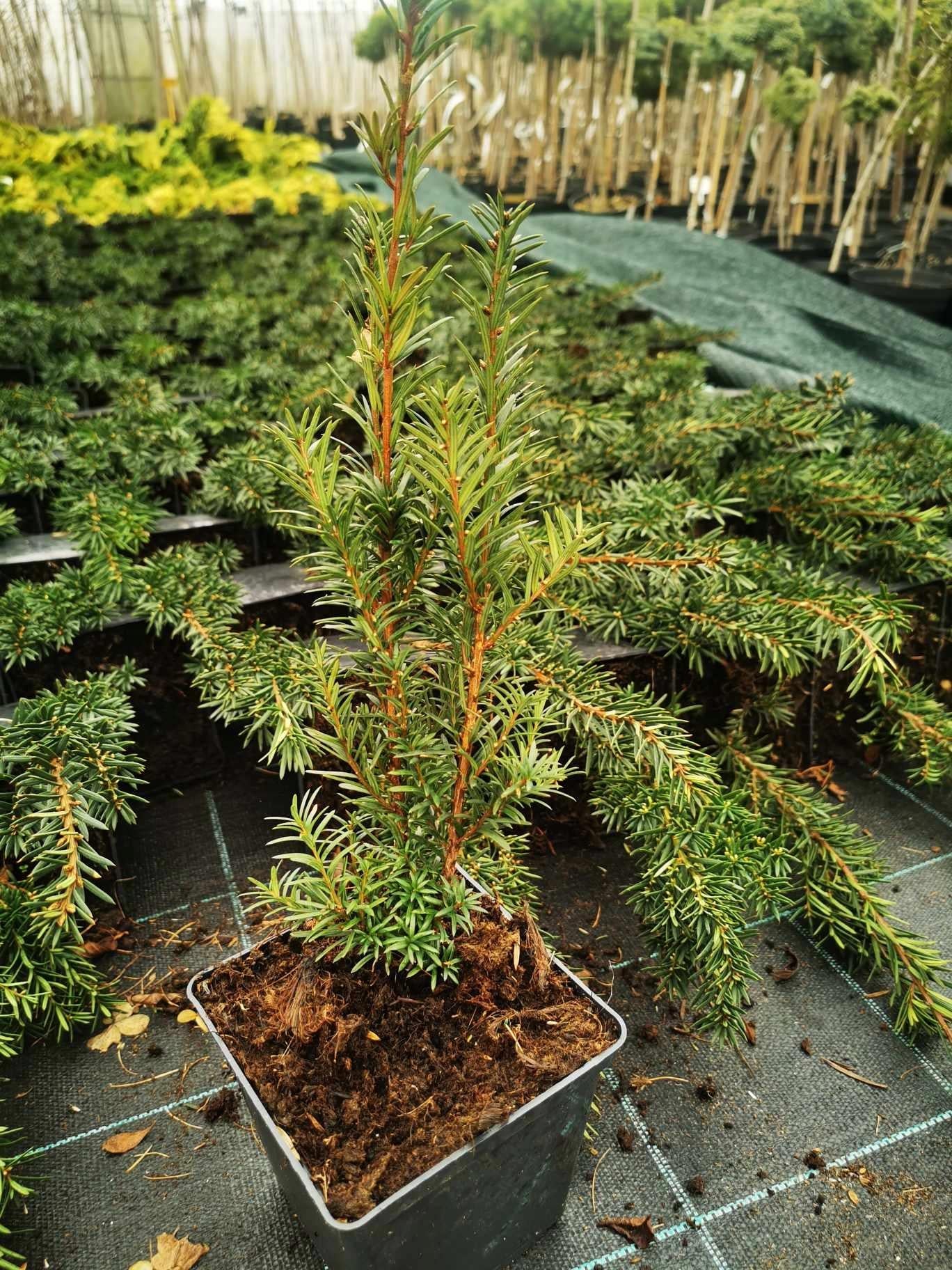 Taxus Media Hicksii - View 16 from www redcrocus com