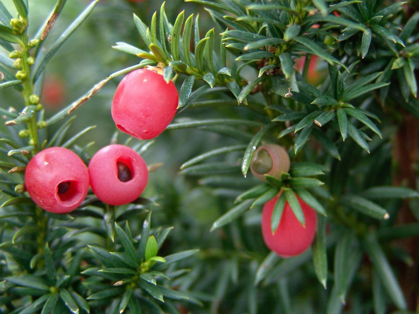Taxus Media Hicksii - View 19 from www redcrocus com