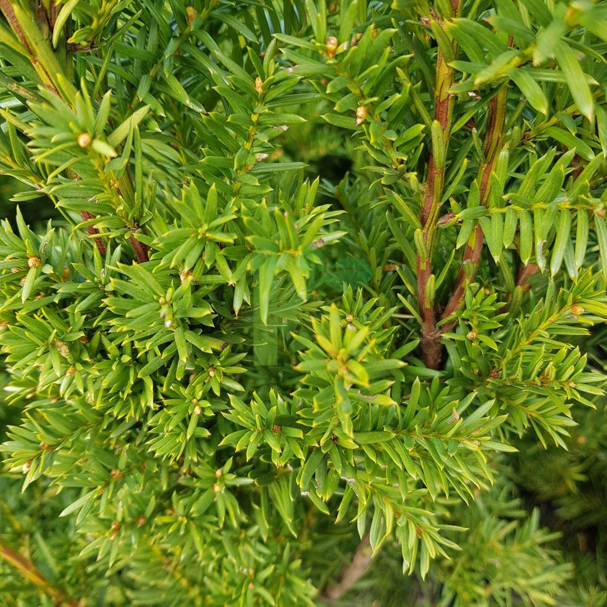 Taxus Media Hicksii - View 7 from www redcrocus com