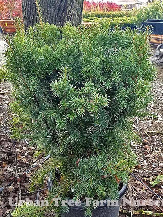 Taxus Media Hicksii - View 12 from www redcrocus com