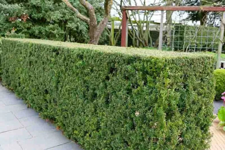 Taxus Media Hicksii - View 13 from www redcrocus com