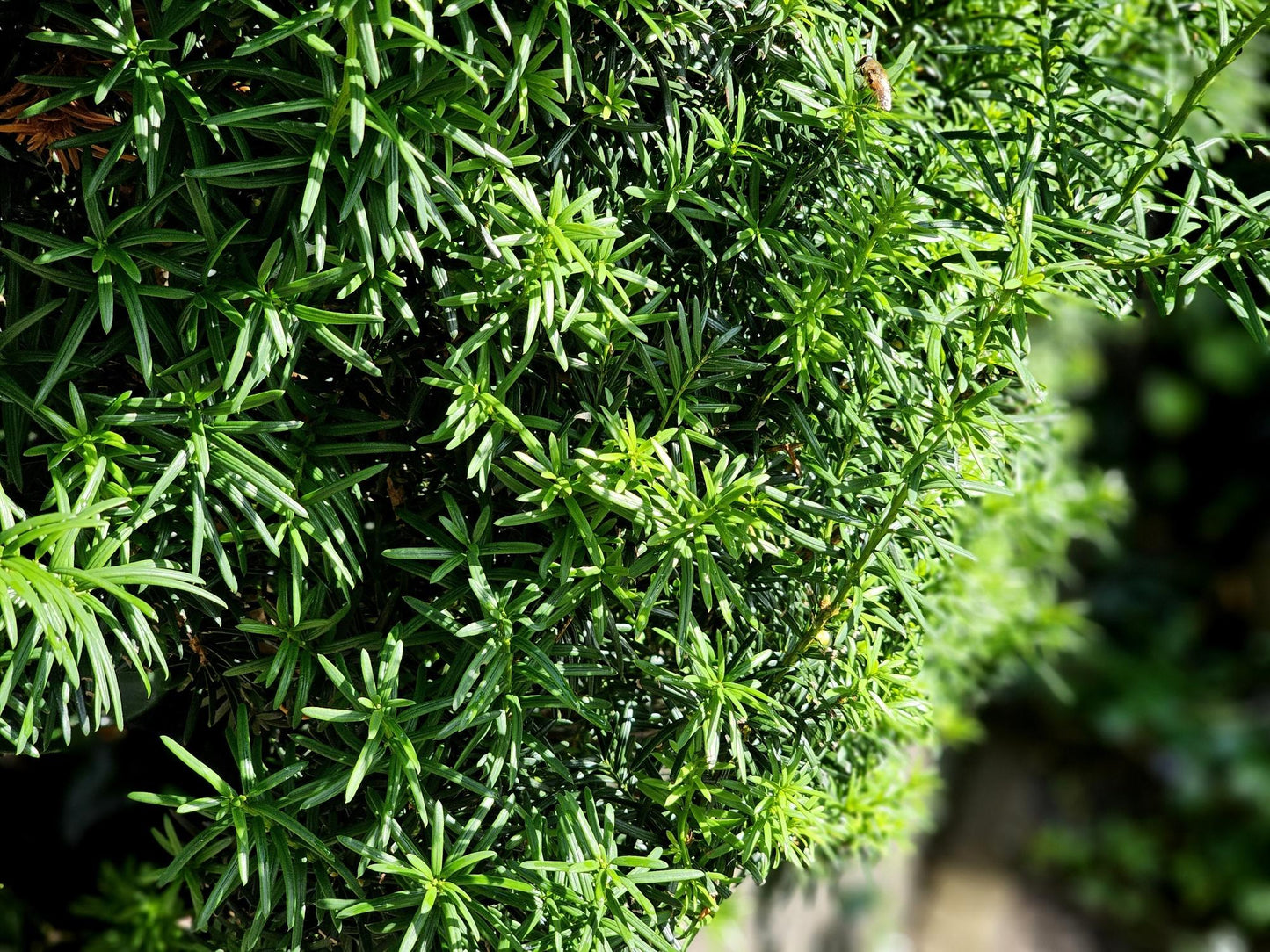 Taxus Media Hicksii - View 15 from www redcrocus com