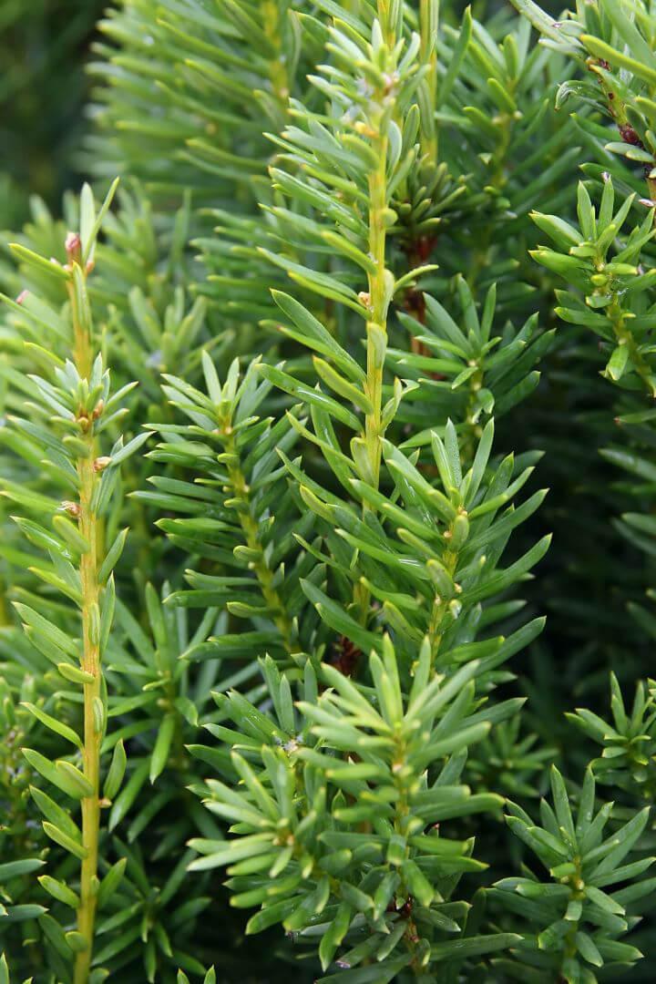 Taxus Media Hicksii - View 16 from www redcrocus com