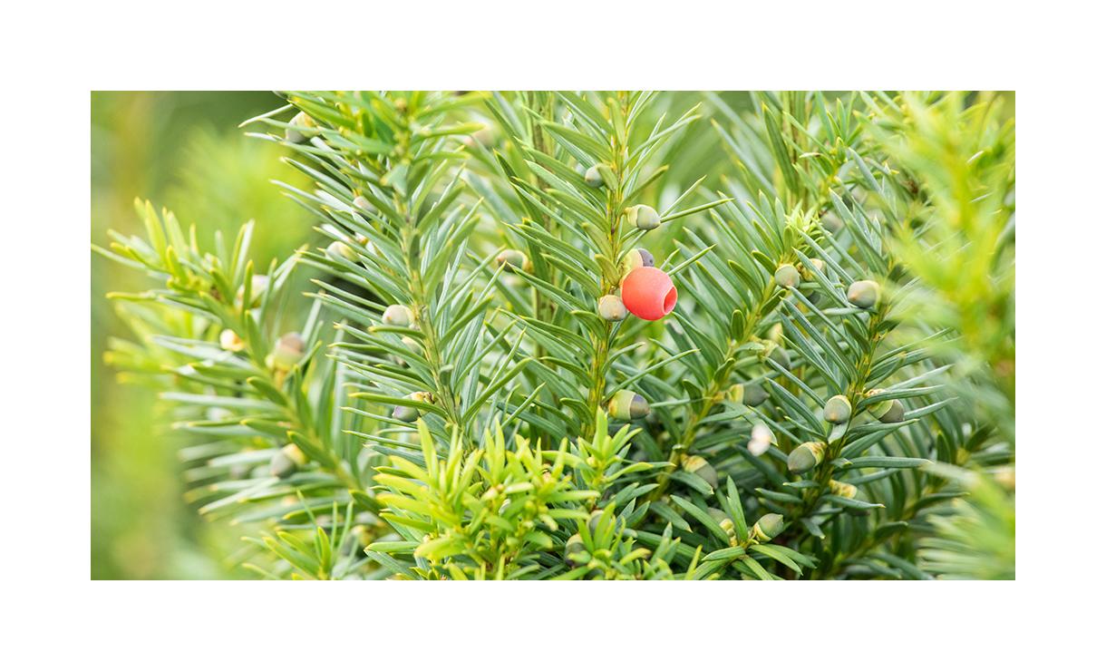 Taxus Media Hicksii - View 17 from www redcrocus com