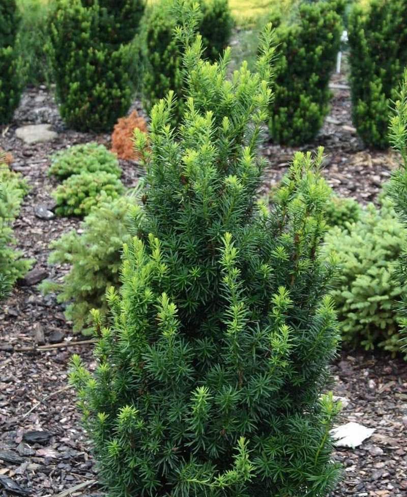 Taxus Media Hicksii - View 2 from www redcrocus com