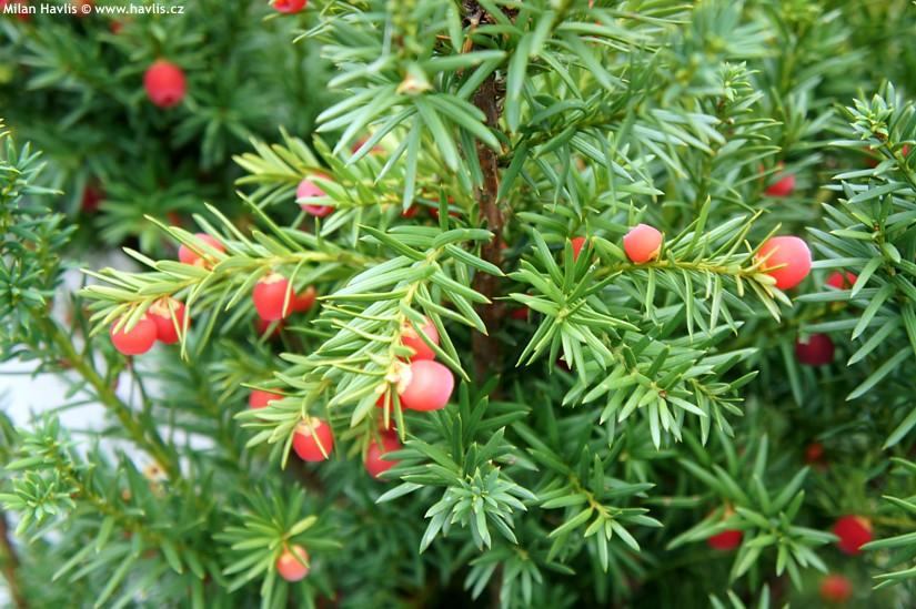 Taxus Media Hicksii - View 4 from www redcrocus com