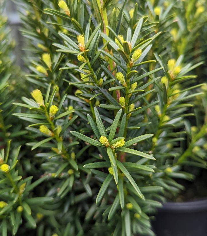 Taxus Media Hicksii - View 5 from www redcrocus com