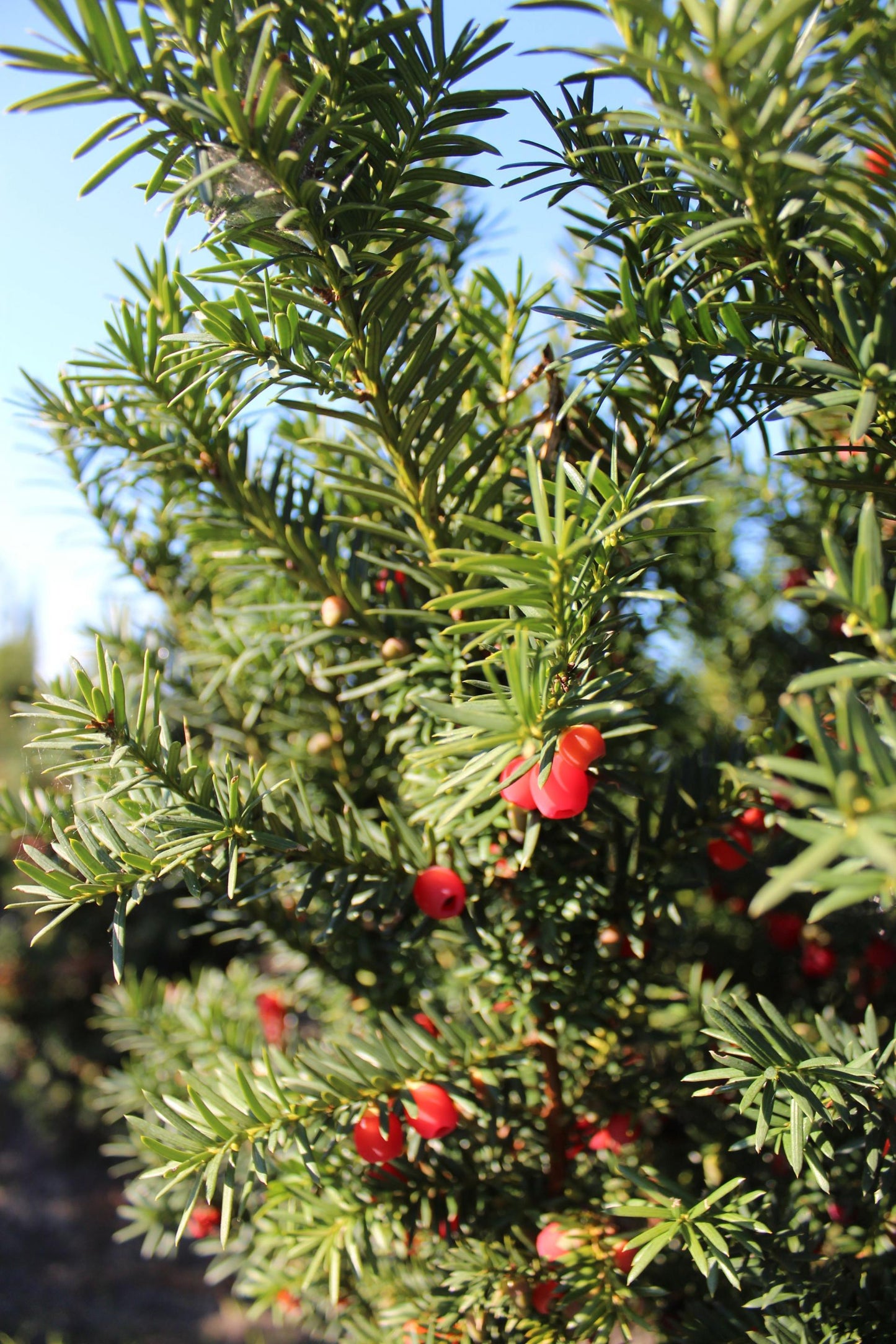Taxus Media Hicksii - View 6 from www redcrocus com