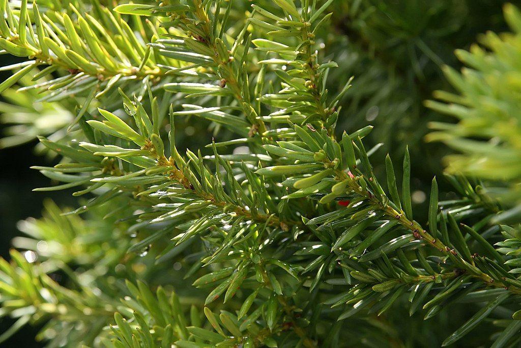 Taxus Media Hicksii - View 7 from www redcrocus com