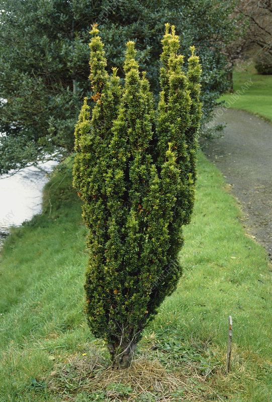 Taxus Media Hicksii - View 8 from www redcrocus com