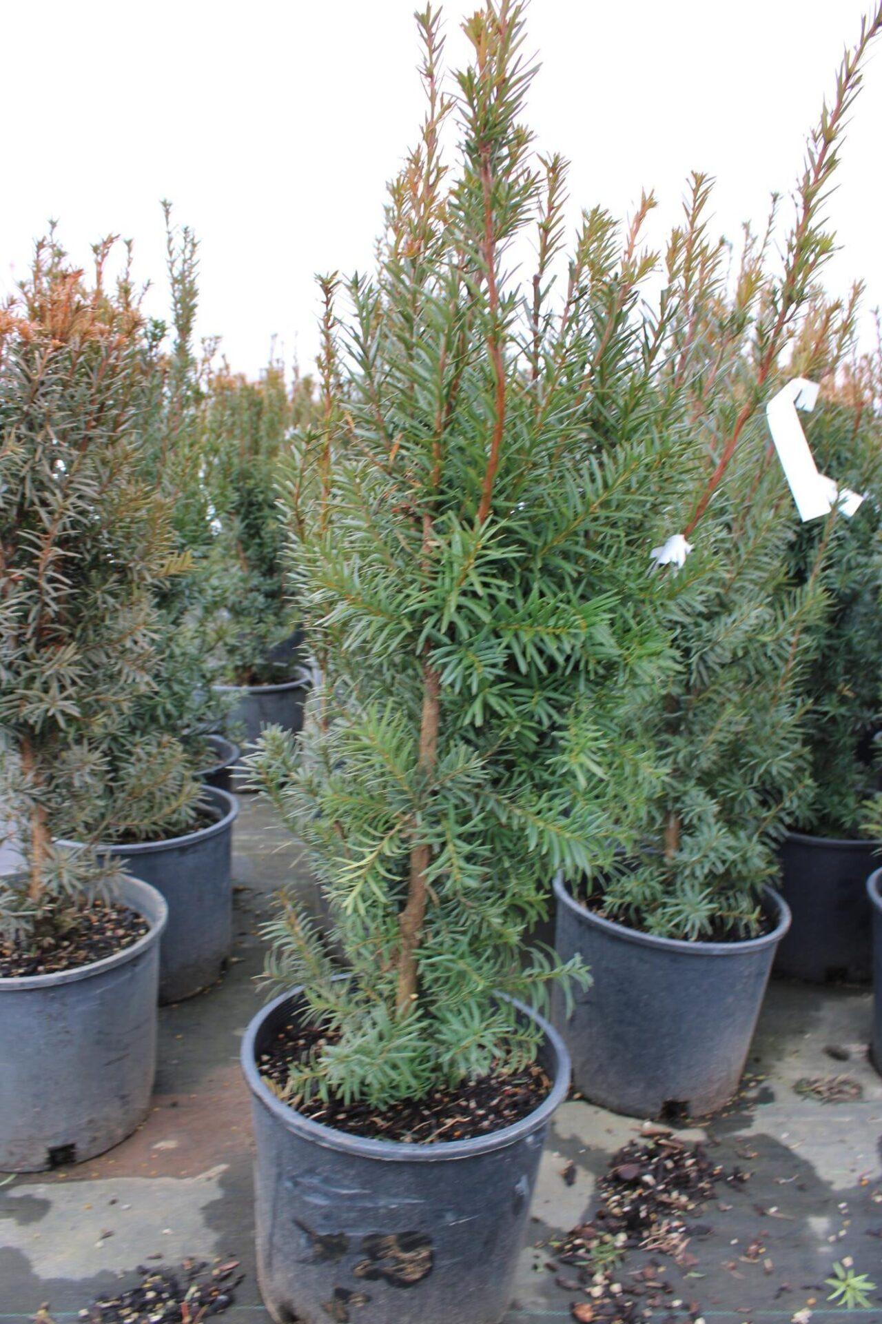 Taxus Media Hicksii - View 9 from www redcrocus com