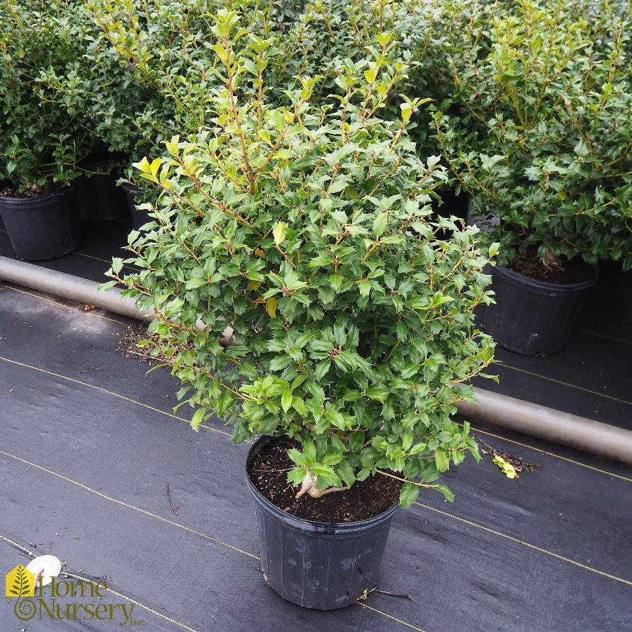 Ilex Meserveae China Boy - View 10 from www redcrocus com