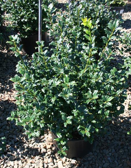 Ilex Meserveae China Boy - View 11 from www redcrocus com