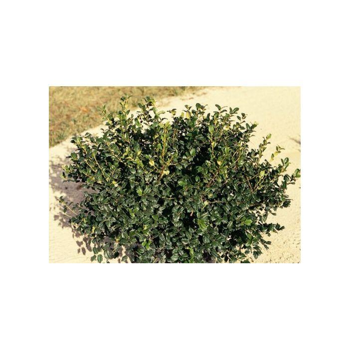 Ilex Meserveae China Boy - View 12 from www redcrocus com