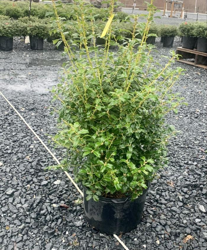 Ilex Meserveae China Boy - View 13 from www redcrocus com