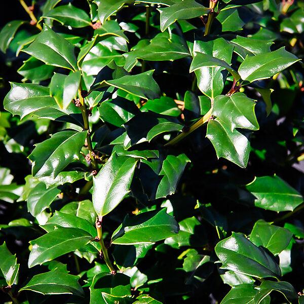 Ilex Meserveae China Boy - View 14 from www redcrocus com