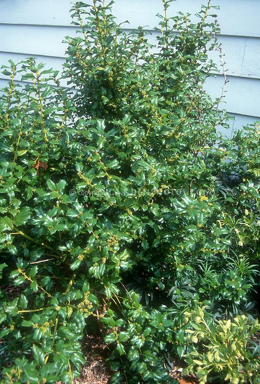 Ilex Meserveae China Boy - View 15 from www redcrocus com